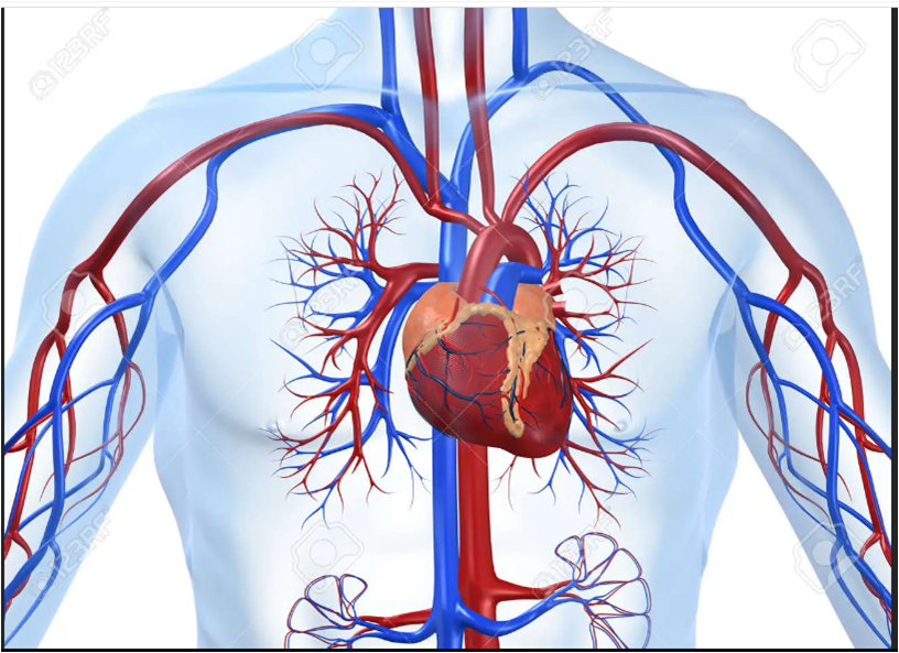 le systéme cardio vasculaire 