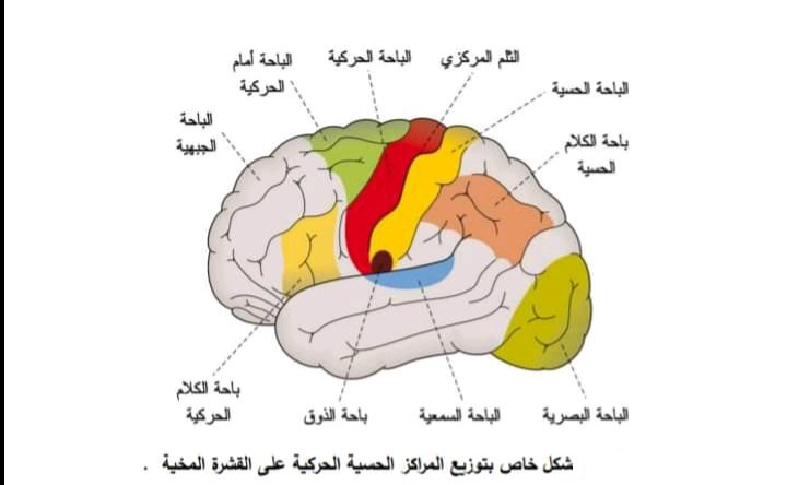 القشرة المخية