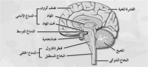 الدماغ البيني او الوسيط