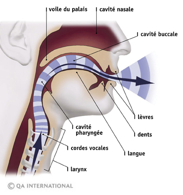 Les organes de la parole